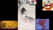 THEY ARE FUNNY FIGHTING video_2023_04_14_44