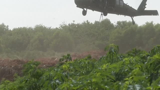 Una segunda vida para los árboles de navidad