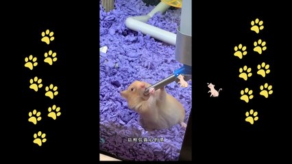 funny  dogs reactions part 16 No Languages only funny voices |Sabeera smc funny videos 2023