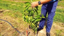 Australian Farmers Produce housands Of Tons Of Mangoes This Way - Australian Farming
