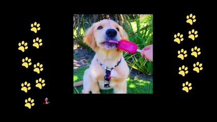 funny  dogs reactions part 17 No Languages only funny voices |Sabeera smc funny videos 2023