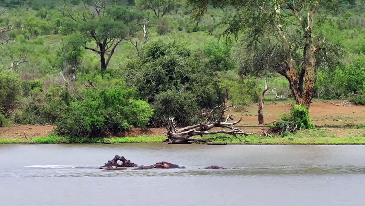 8k Best Animal And Birds Video __ Ultra Hd 8k Video __ Nature Relaxation __ Wild Animal