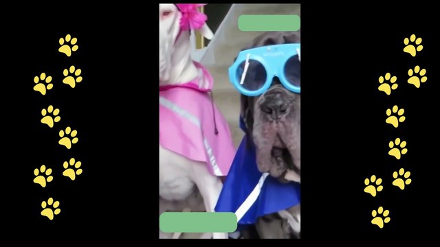funny dogs reactions part 18 No Languages only funny voices |Sabeera smc funny videos 2023
