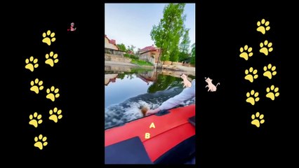 funny  dogs reactions part 19 No Languages only funny voices |Sabeera smc funny videos 2023