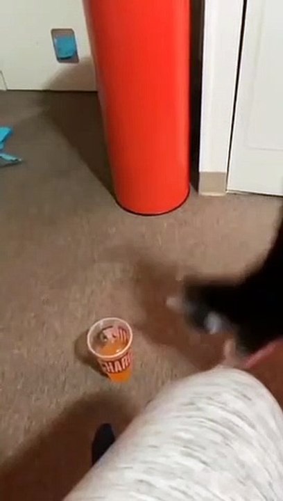 Cat angry