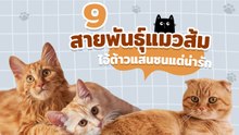9 สายพันธุ์แมวส้ม ไอ้ต้าวแสนซนแต่น่ารัก