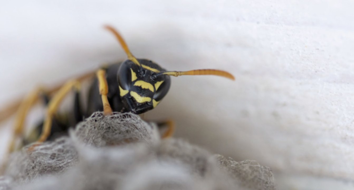 Wespe 'Aphanogmus kretschmanni' trägt Namen von Ministerpräsidenten