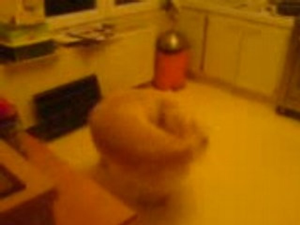 le chien blonde