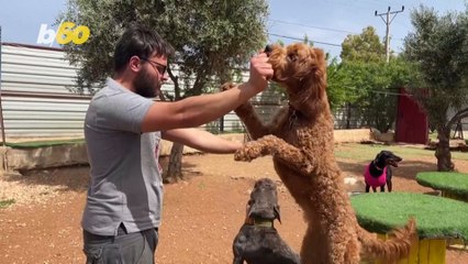 Amman Doggy Day-Care is a Much Needed Service in Jordan