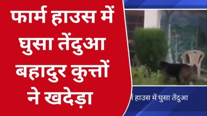 पीलीभीत: तेंदुए की हालत खराब करते नजर आए कुत्ते, ऐसा खदेड़ा कि जान बचाकर भागना पड़ा