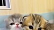 Cute Cats |Naughty Cats |cats Cots kittens