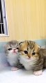 Cute Cats |Naughty Cats |cats Cots kittens