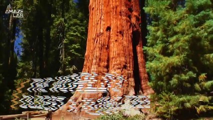 A Tree In Chile Is Likely the Oldest One Ever Discovered