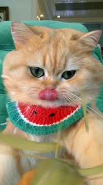 Soo Funny cat's|| Cute Cats Cots #billy || Tom and jerry ||