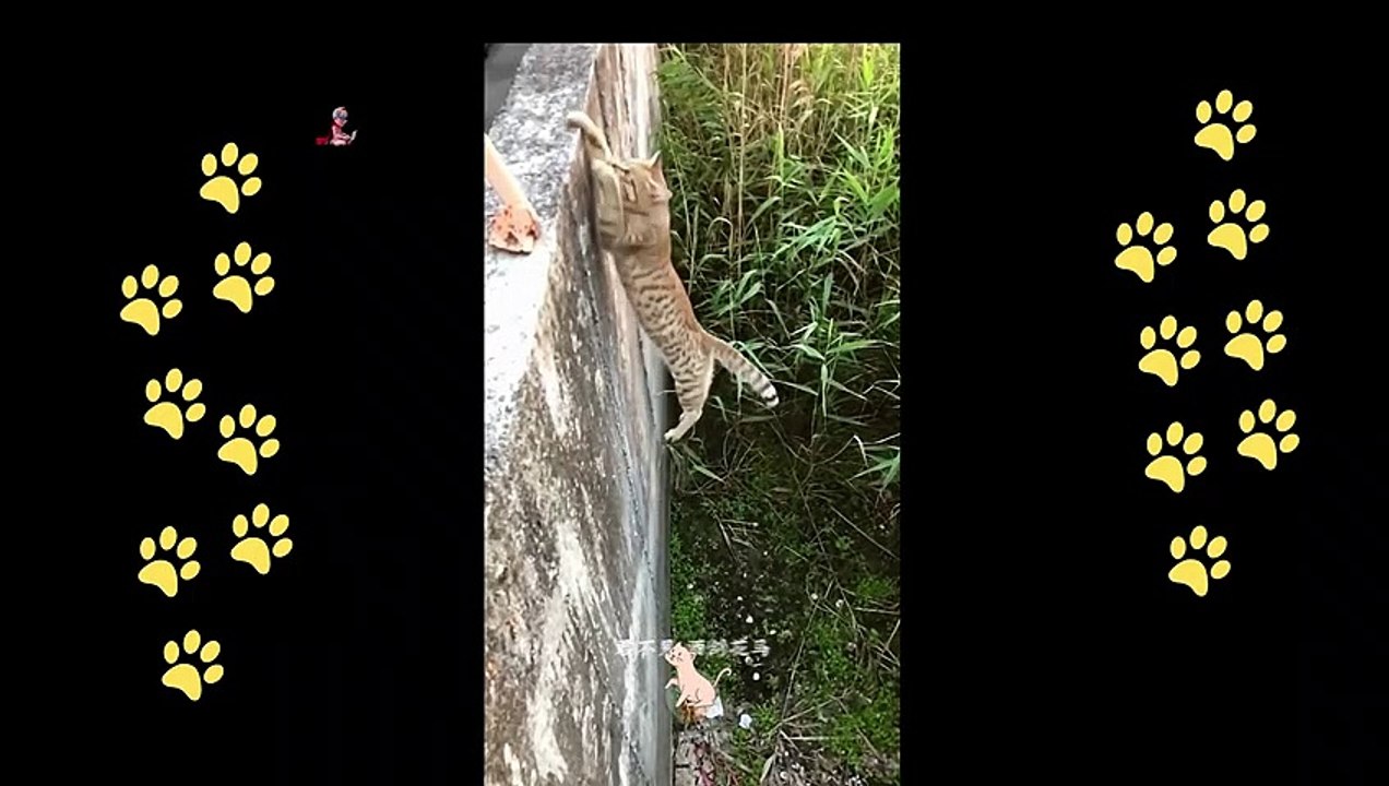 funny  dogs reactions part 22 No Languages only funny voices Sabeera smc funny videos 2023