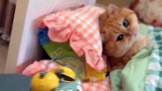 Twith Paste || Kittens funny style || Cute Cats Cots #billy #fyp #foryou #foryoupage ||