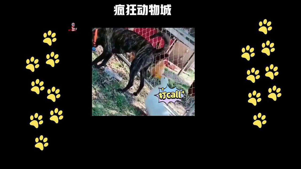 funny  dogs reactions part 25 No Languages only funny voices Sabeera smc funny videos 2023