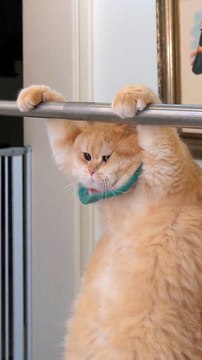 Cute baby ||Cute Cats Cots #billy ||Tom and jerry ||Animals || breed bred||