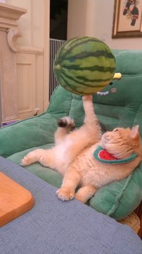 Big funny fighters kittens ||Cute Cats Cots #billy #fyp ||Just Animals Funny Videos