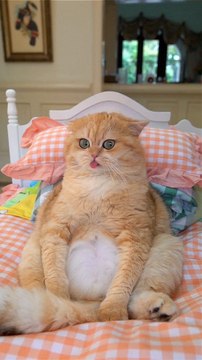 Heppy day || Cute Cats Cots #billy || Tom and jerry ||kids cartoon