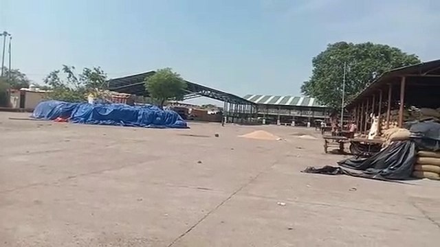 Traders' grain filled in sheds, farmers' grain getting wet in the open field