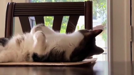 Sleepy and funny cats