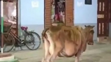 বীরভূমঃ অনুব্রত ,সুকন্যার গ্রেফতারের পর স্বস্তিতে &#039;গোকুল&#039;