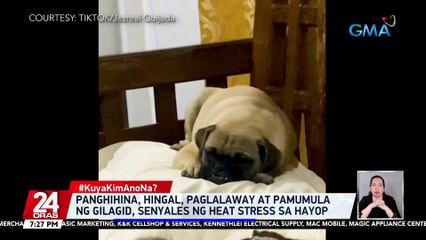 Panghihina, hingal, paglalaway at pamumula ng gilagid, senyales ng Heat Stress sa hayop | 24 Oras