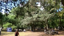 Plantaron un retoño del árbol de Guernica en el Illia