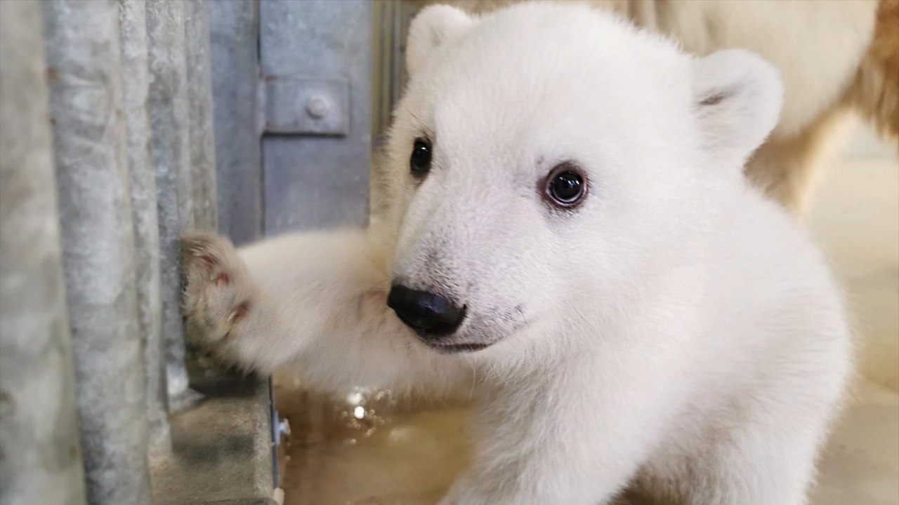 Tierpark hagenbeck: erstes eisbärenbaby im eismeer geboren