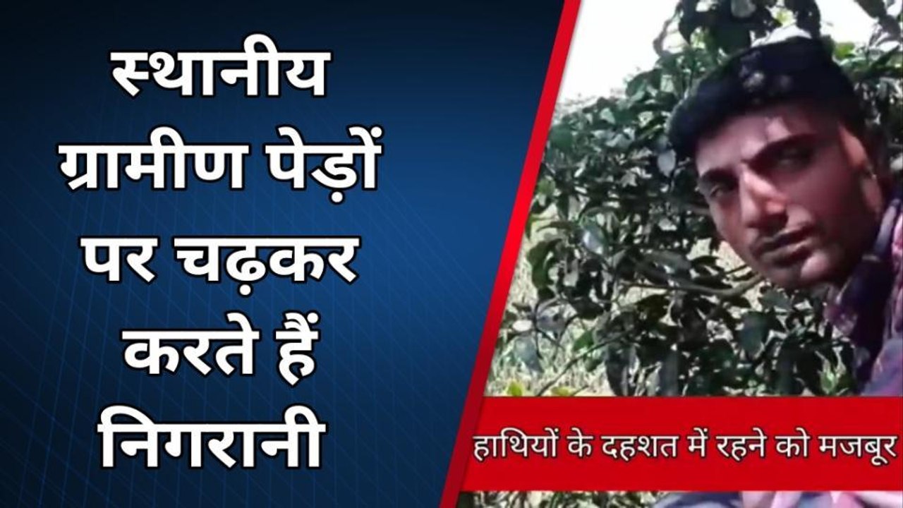 किशनगंज: नेपाल से आए जंगली हाथियों का सीमावर्ती...