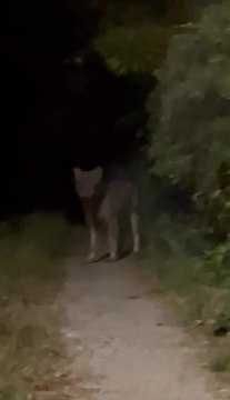 Les images d'un loup aperçu dans une commune du Var