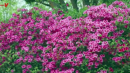 How to Deal With With Allergies as the Season Gets Longer