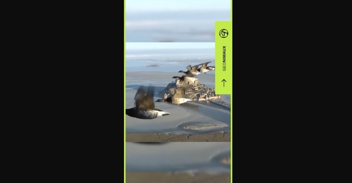 GEOnimaux : voler avec les oies sauvages