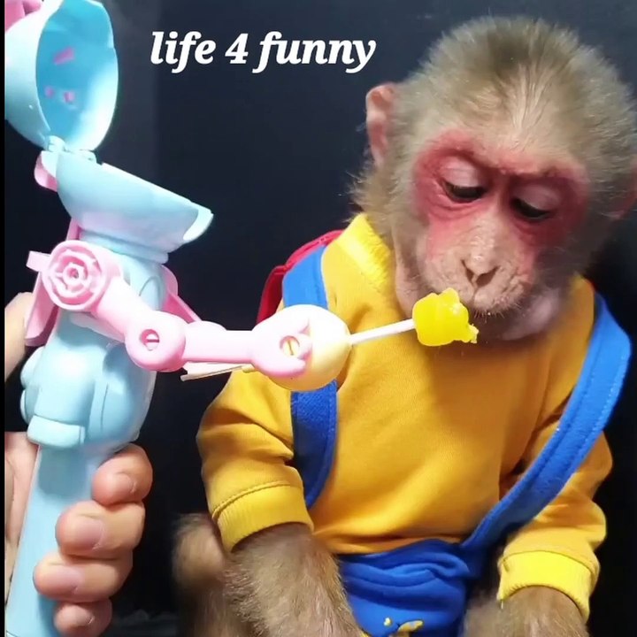 Try Not To Laugh Challenge monkey