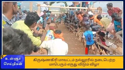 கிருஷ்ணகிரி: களை கட்டிய எருது விடும் விழா!