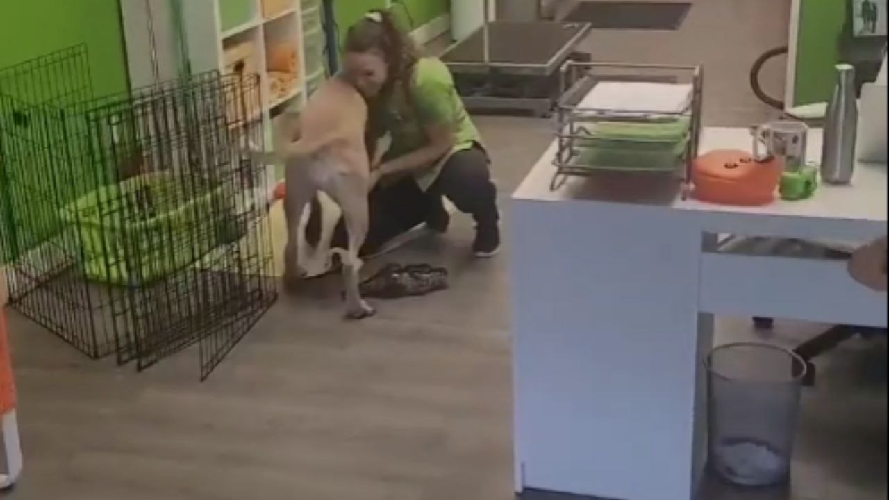 Doggo's joy is all over the place while meeting her groomer to get her nails trimmed