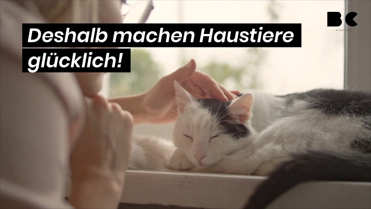 Deshalb machen Haustiere glücklich!