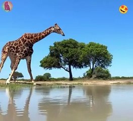 Giraffe drinking water at lake