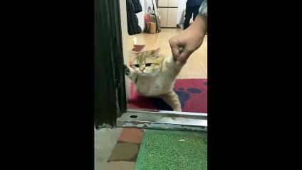 Evden çıkmak istemeyen kedi izleyenleri güldürdü