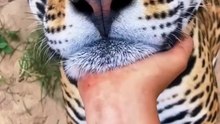 Big Cat Chin Scratches & Boops! AMAZING