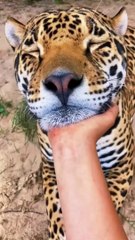 Big Cat Chin Scratches & Boops! AMAZING