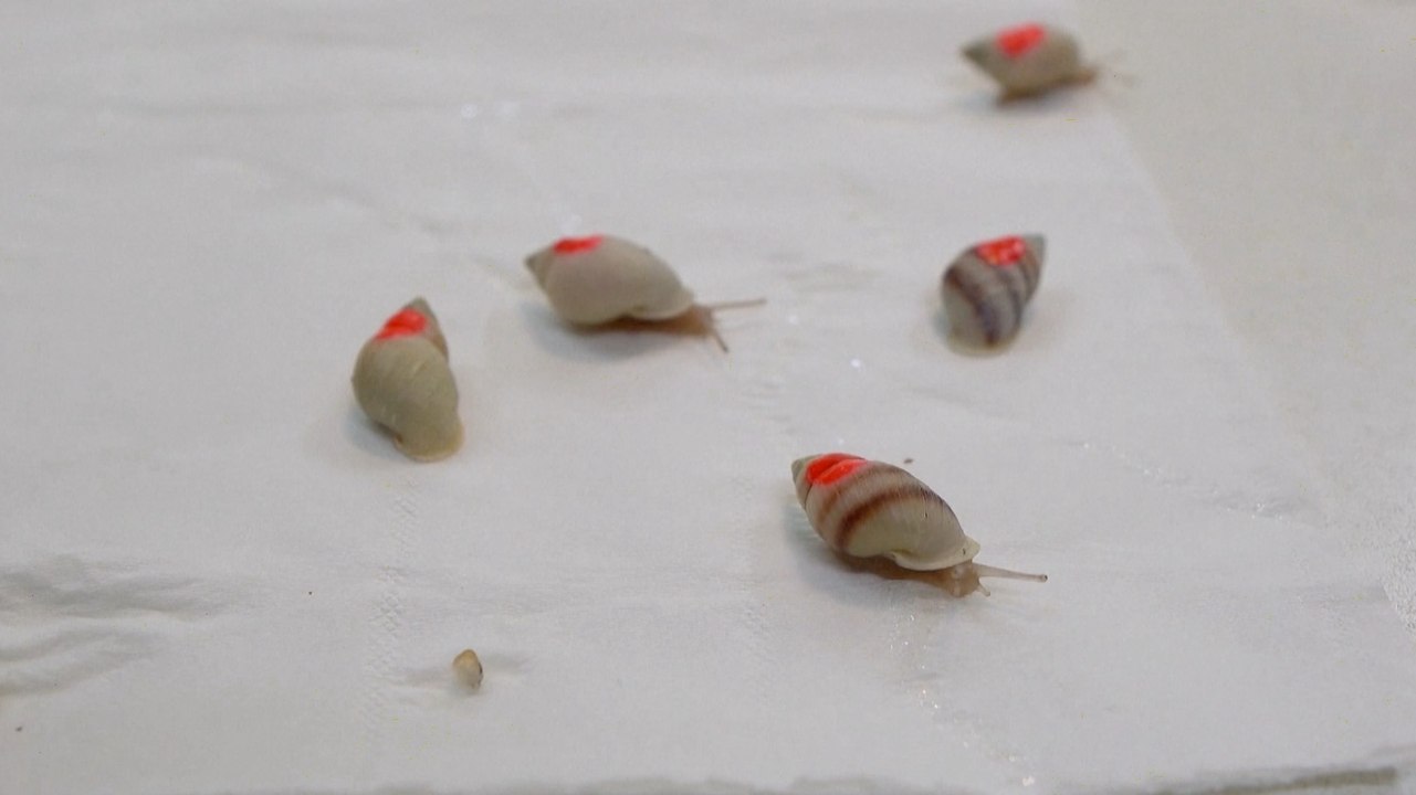 Endangered Snails Return to French Polynesian in Largest Wild Release of Extinct-In-The-Wild Species