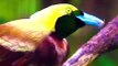 Nature||Bird chirping||jungle voice