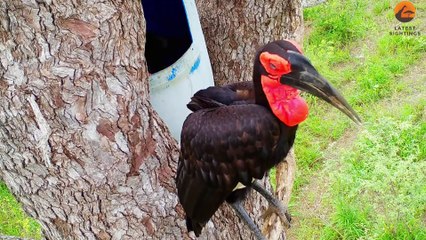 Bird Destroys Its Own Research Camera