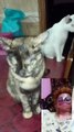 Funny Cat Videos |#shorts #viralshorts