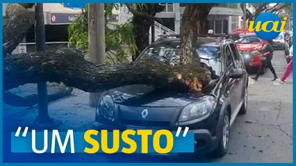 Árvore cai e atinge carro em avenida de BH