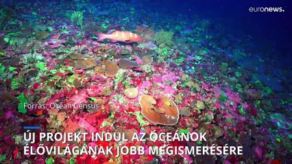Új projekt indul az óceánok élővilágának alaposabb megismeréséért