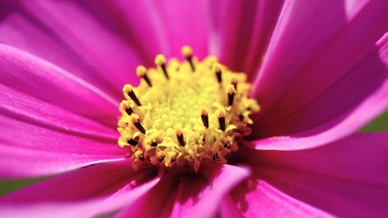 [영상] 활짝 핀 꽃이 말을 하지 않아도 / YTN