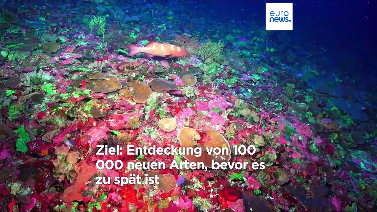'Volkszählung' im Ozean: Experten wollen 100,000 neue Spezies entdecken